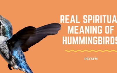 Real Spiritual Meaning of Hummingbirds [UPDATED 2024]